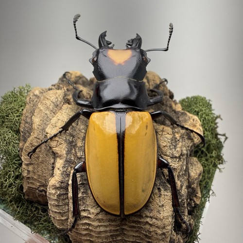 Odontolabis lacordairei stag - lacordairei,